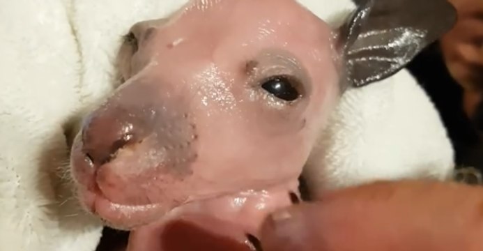 Pink and Oiled Up Orphaned Kangaroo Opens Her Eyes