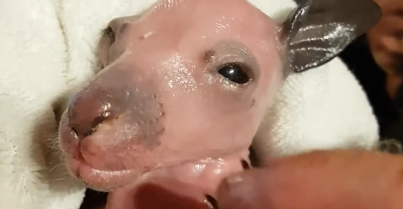 Pink and Oiled Up Orphaned Kangaroo Opens Her Eyes