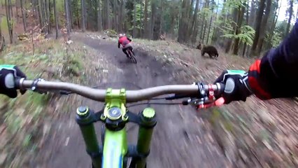 Bear on the Bikepark Malino Brdo SLOVAKIA
