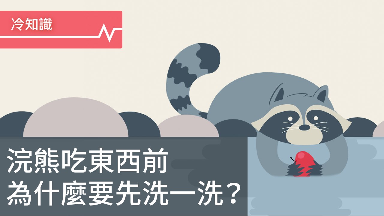 浣熊吃東西之前為什麼要洗一洗？