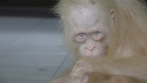 El incierto futuro de la orangutana albina de Borneo