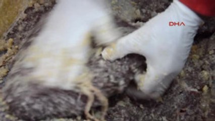 Erzurum - Uyuyan Devi Uyandırdı