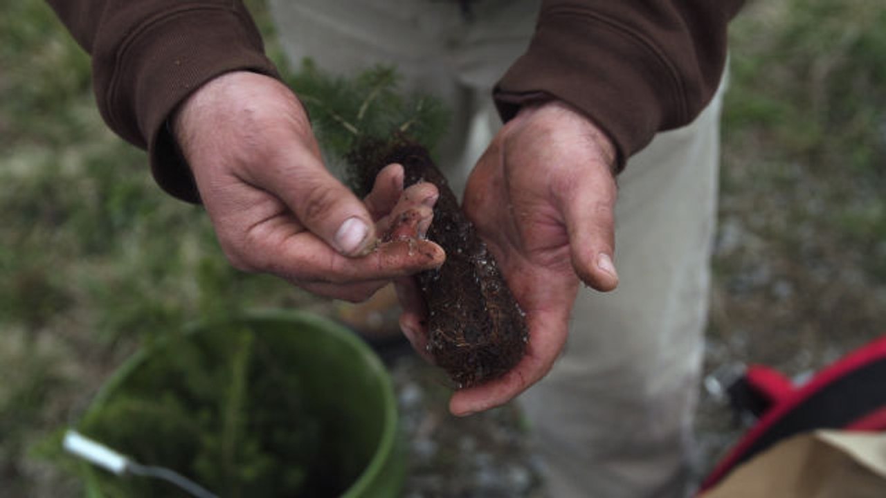 Mysterious Fungi Bring a West Virginia Forest Back to Life