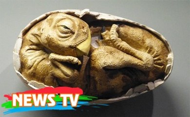 Hồi sinh khủng long bạo chúa nhờ hóa thạch 68 triệu năm?