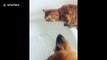 Curious cat decides to see what bubbles feel like, hates it