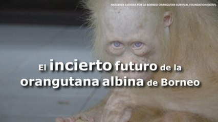 El incierto futuro de la extraordinaria orangutana albina de Borneo