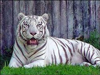 White Tiger-Taking Rest in Water