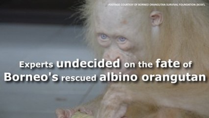 Experts undecided on the fate of Borneo's rescued albino orangutan