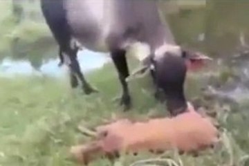 Yavrusunun Yasını Tutan Öfkeli İnek, Yılana Saldırdı