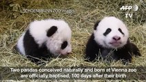 Vienna Zo y pandas officially named