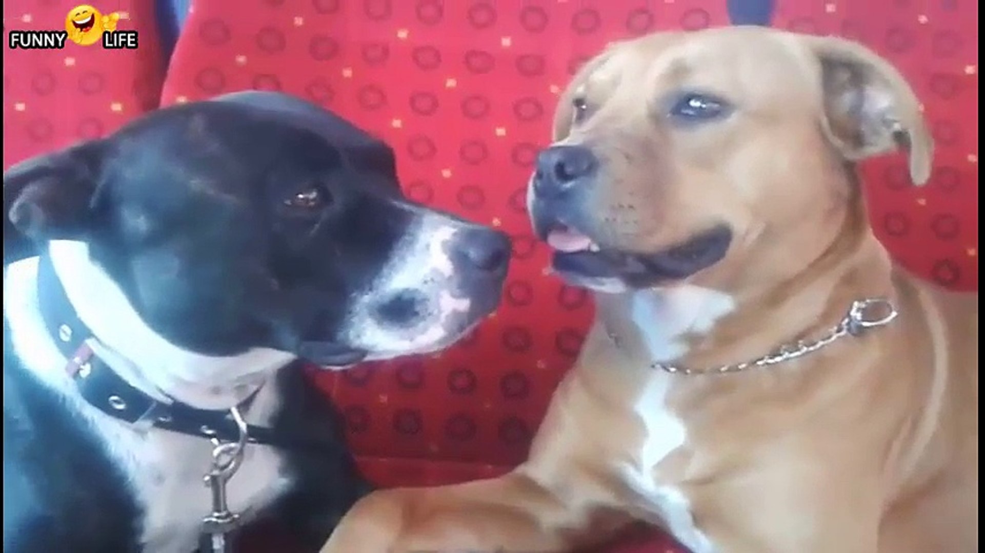 funny dog , dog ,dog , be pap be pap .