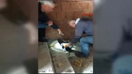 Edirne Ziftten Kurtarılan Yavru Köpekler Yeni Yuvalarını Arıyor