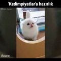 Kedi olimpiyatlarına erkenden hazırlanan yavru