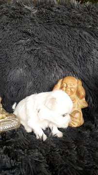 Chiots élevage Des Flocons d'Aurore