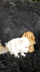 Chiots élevage Des Flocons d'Aurore