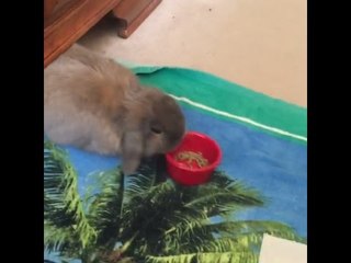 Rabbit Takes His Dinner to Go