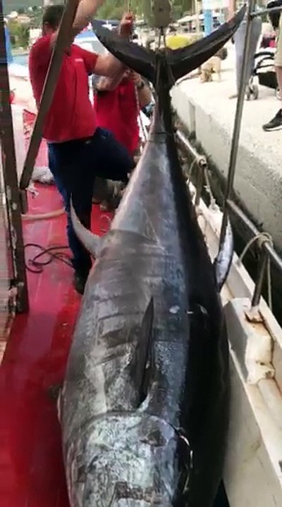 Tόνος στην Εύβοια