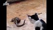 Un crapeau mange un serpent et le serpent attaque le chat