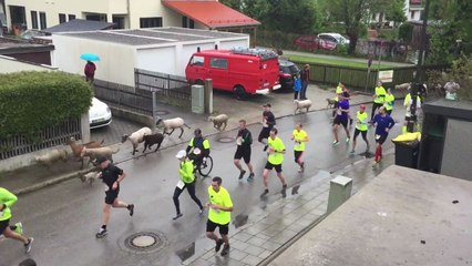 Des moutons s'incrustent dans une course à pied (Munich)