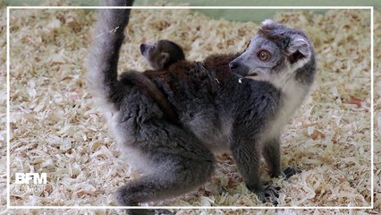 Ce bébé lémurien vient de naître au zoo de Besançon