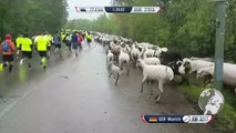 Des moutons s'incrustent dans une course