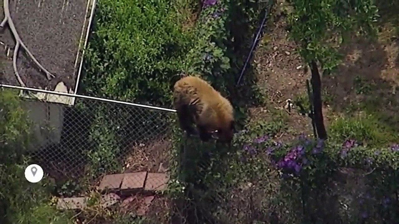 Etats-Unis : Ba Bao, le chien qui n'avait pas peur des ours