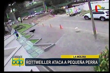 Se registró otro ataque de rottweiler a pequeño perro en La Molina