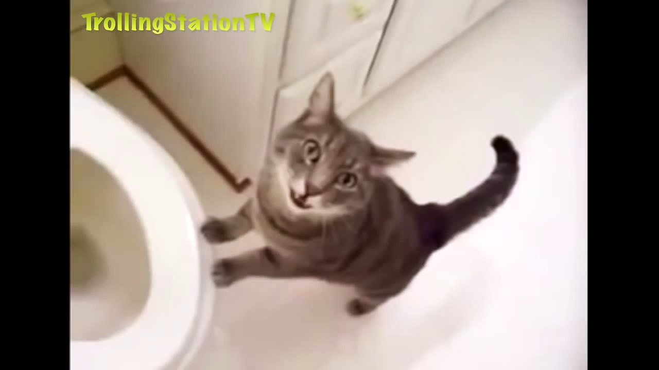 27 - Best Funny Cats Compilation NEW 2014 Try Not To Laugh(031936-041443)
