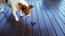 Dog Tries To Figure Out Fidget Spinner
