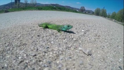 Video nga Arian Mavriqi dhe Besnik Jakupi