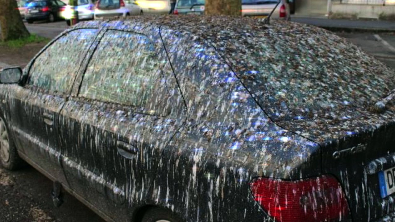 Envahisseurs à plumes, une menace qui plane