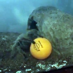 Cette mygale géante joue avec une balle de ping pong