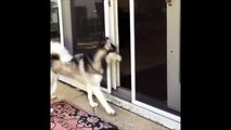 Ce chien Husky ne sais pas ce qu'il veut : dehors, dedans, dehors...