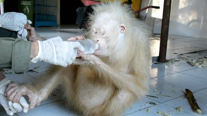 Um nome para um orangotango albino