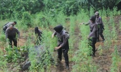 Descargar video: Puluhan Polwan Ini Musnahkan Ladang Ganja Seluas 4 Hektar