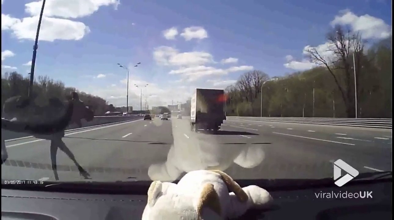 Un élan fonce sur l'autoroute à Moscou.. FOU !
