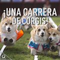 Las Carreras de Corgis