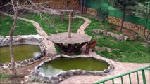 Gaziantep Hayvanat Bahçesinde ki KAPLAN
