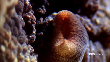 BBC America - Australian Abdopus octopi — they're just like us!...
