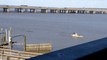 Alligator Chases a Kayaker in Mobile Bay, Alabama