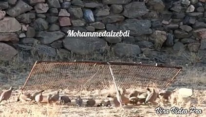 ‫ChasseMaroc - لكم التعليق _I5Xj-kyFf0U‬