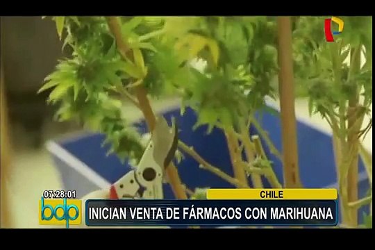 Chile inició la venta de medicamentos a base de marihuana