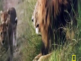 The Power of the Lion (National Geographic)