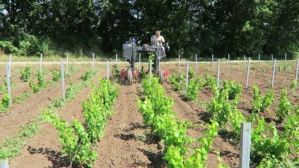 Üzüm yetiştiricileri mutlaka izlesin