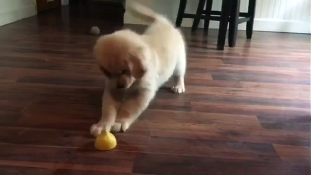 Ce chiot aimerait bien jouer avec ce nouveau jouet !