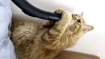 Chiunque direbbe che i gatti hanno paura dell'aspirapolvere; per lui invece è l'oggetto più bello! Ecco cosa fa: