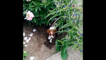 Puppy gardening
