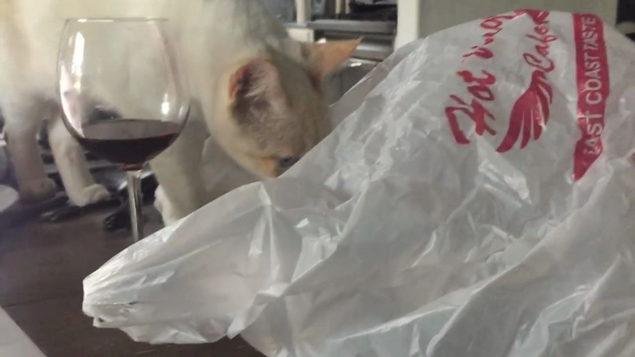 Chat vs Sac plastique
