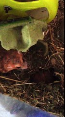 My fat tailed gerbils: Snip and Snap