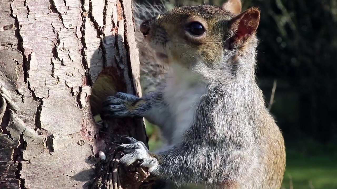 Squirrel Eating From Tree Trunk